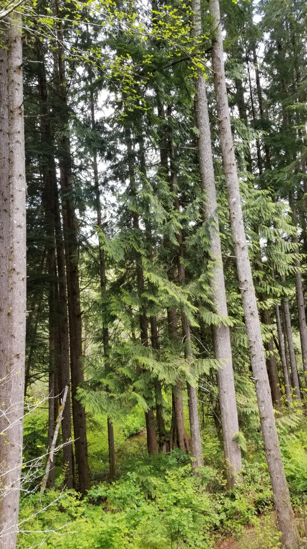 To Burn or Not to&nbsp;Burn