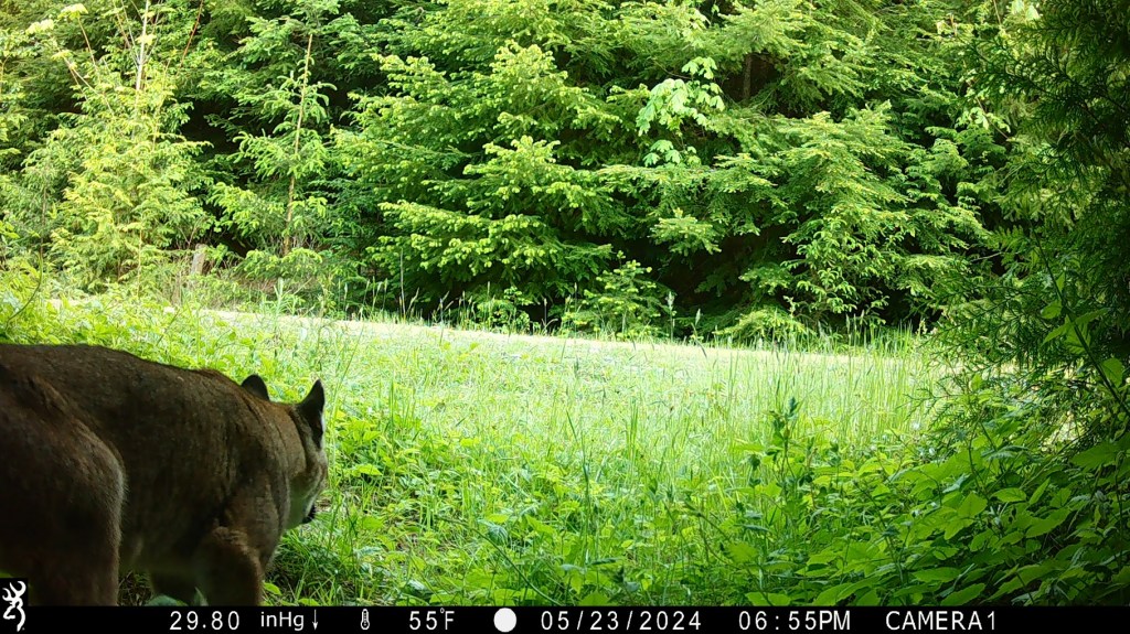 Lions and Tigers and&nbsp;Trespassers?
