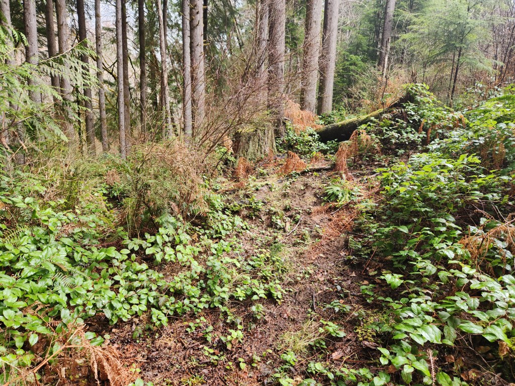 Forest with ferns, salal, douglas fir, and hemlock