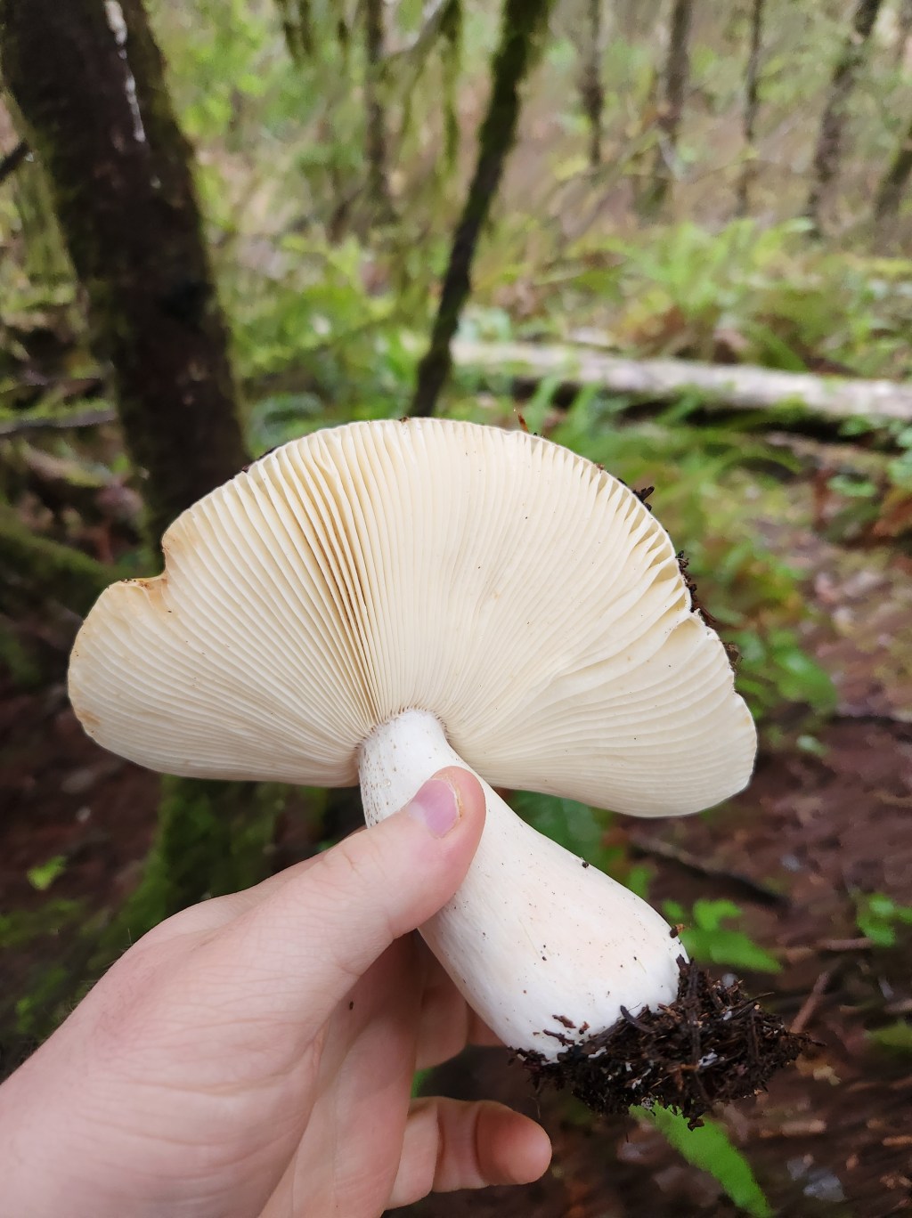 Mushrooms Are Magic