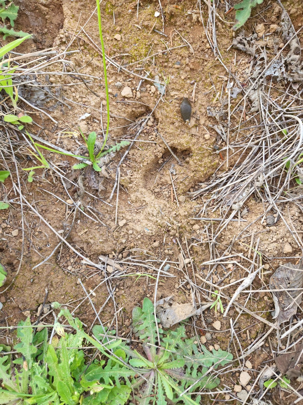 Bebop Skeedle-dee- Da&nbsp;Dow