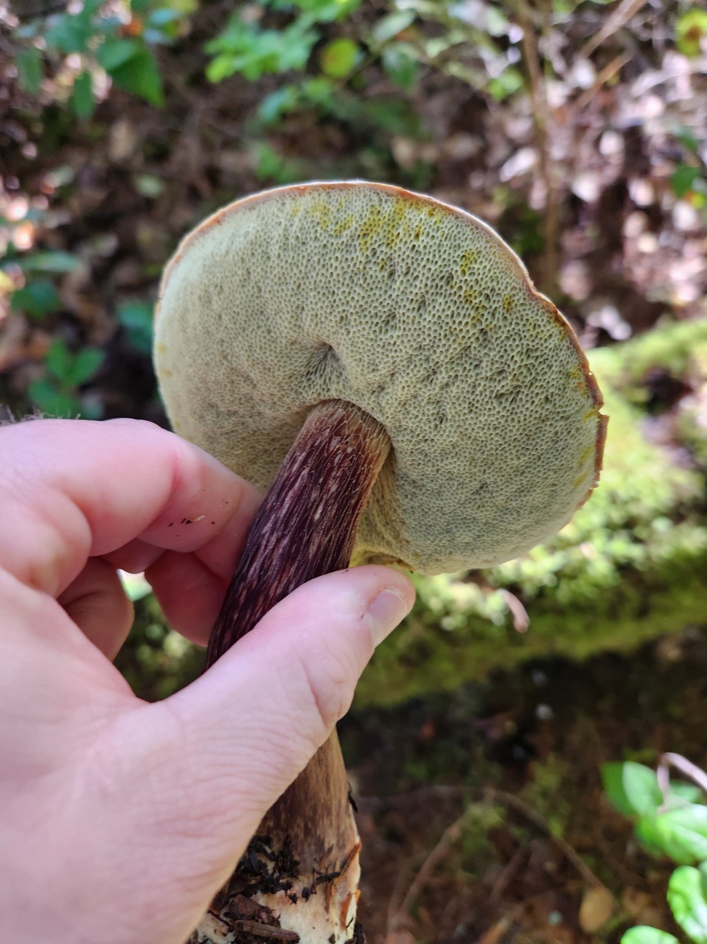 Boletes and Allies
